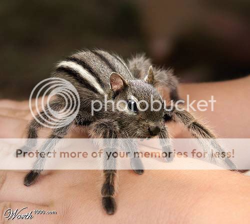 spider-squirrel.jpg