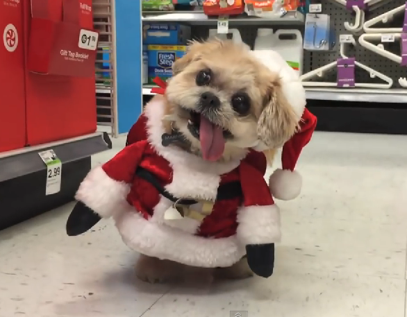 Marnie-the-Dog-Christmas-Look.png