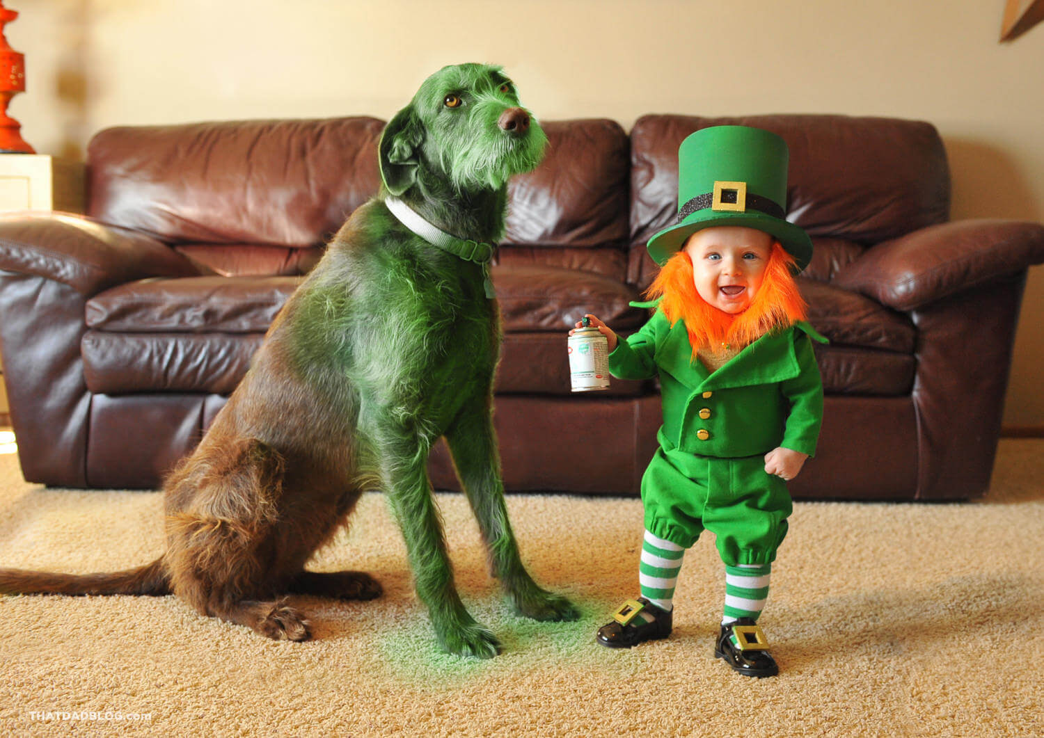 Real-life-leprechaun-dog.jpg