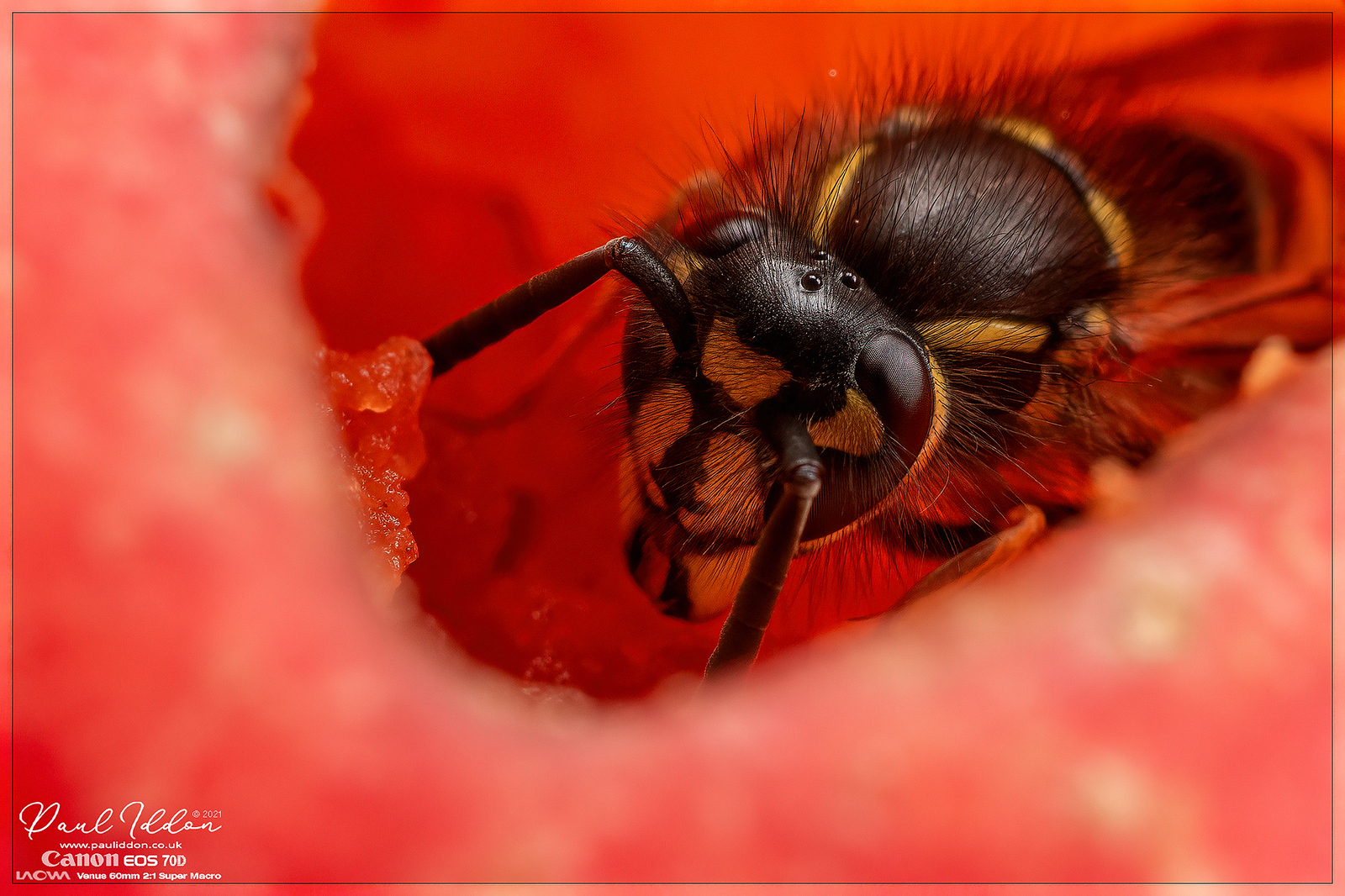 augwasp04_4k_1800-X3.jpg