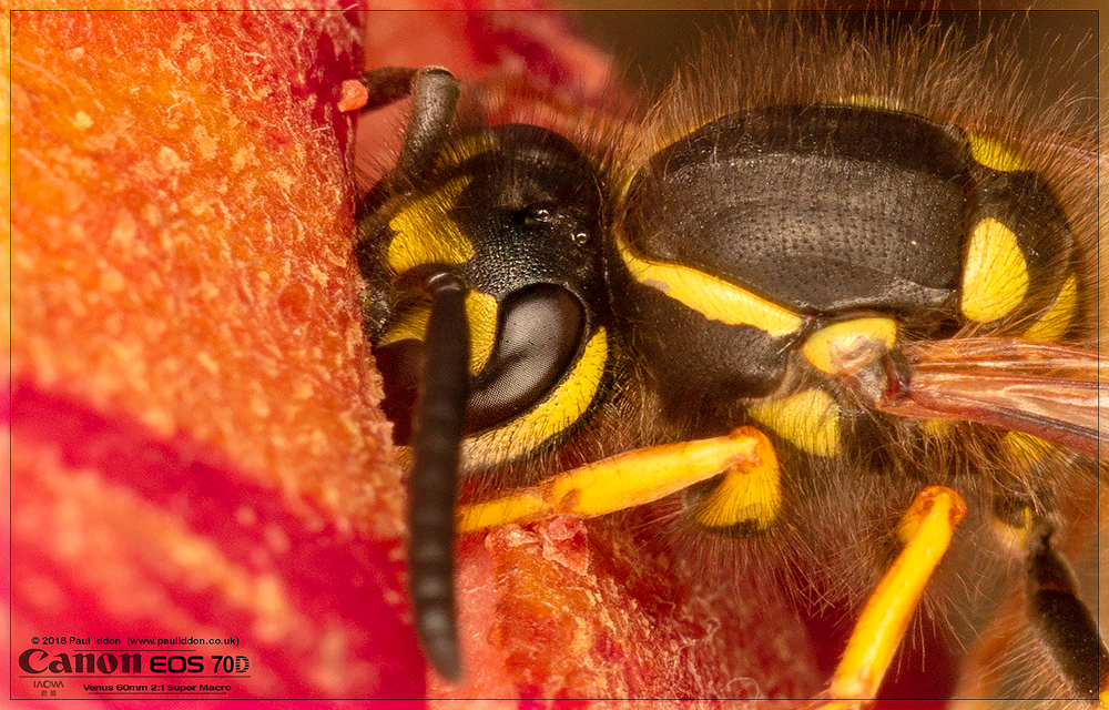 Wasp4.jpg