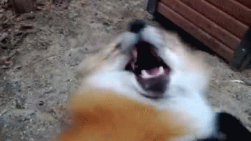 VaVICyB6yj.gif