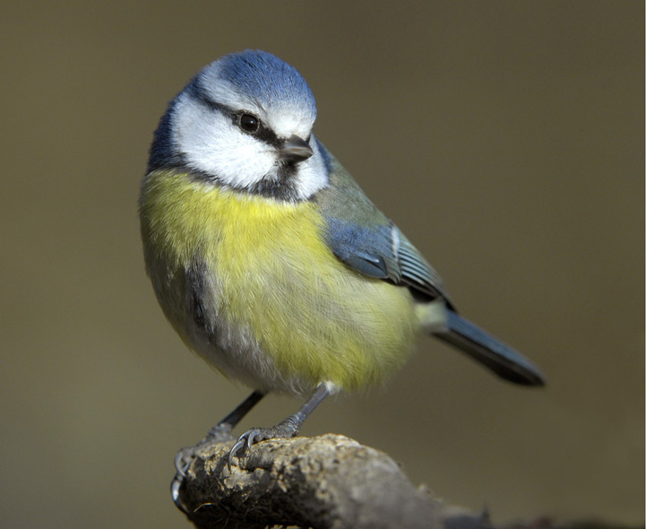 Blue-Tit-C.jpg