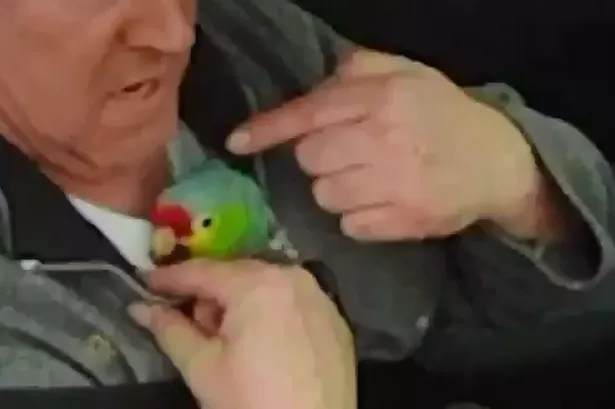 Parrot-6809263.png
