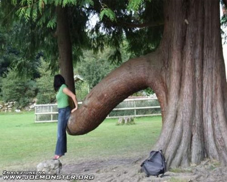 tree-donkey-cock.jpg