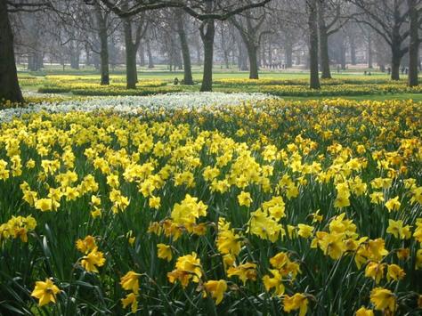 daffodil+meadow.jpg