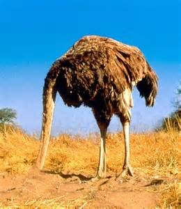 61354a182695c25cb82bafa60bbfca58--ostriches-adorable-animals.jpg