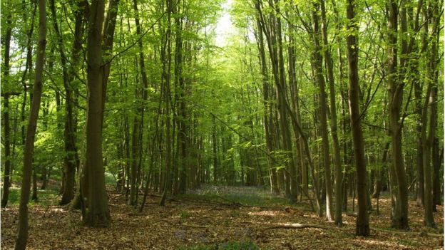 _93690858_woods.jpg