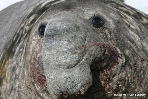 0632-possession-bay-elephant-seal_RJ.jpg