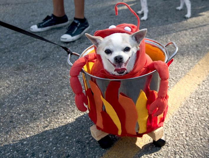 dogcrab-large.jpg
