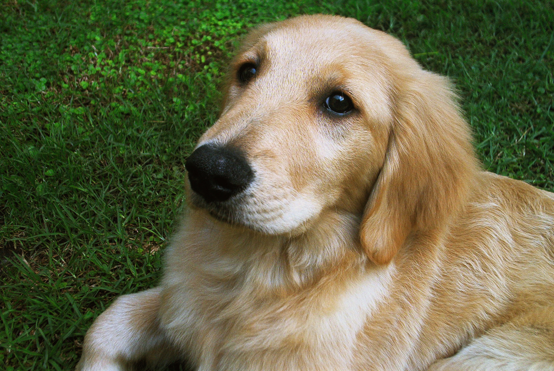 Golden_Retriever_puppy.jpg