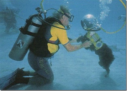 168333,xcitefun-diving-4.jpg