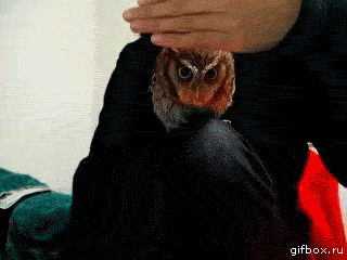 tumblr_mleyvtYQ2h1s4obsuo1_400.gif