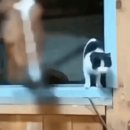 yeet-cat.gif