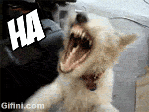 tumblr_n3s009CpHk1tv7yt8o1_400.gif