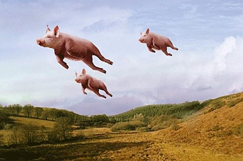flyingpigs.jpg