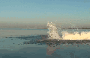 giphy.gif