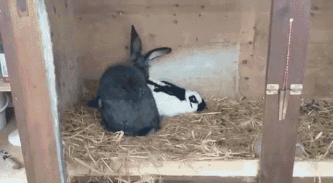 rabbit-sex.gif