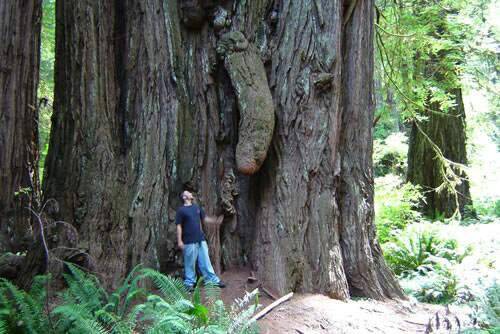 weird_male_tree.jpg
