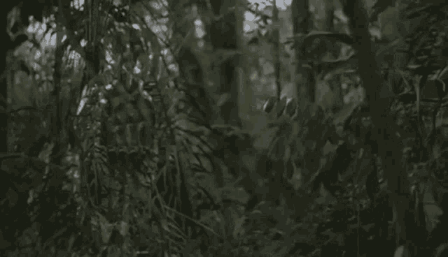 predator-eyes.gif