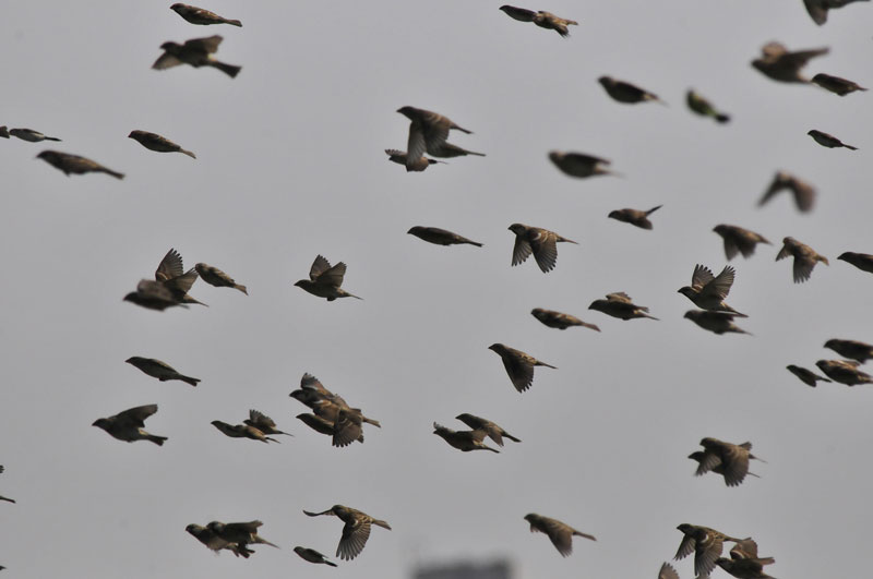 sparrows.jpg