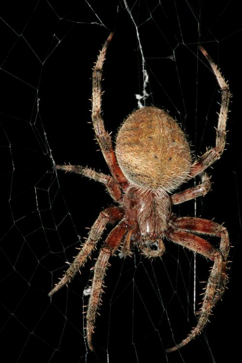 SpiderOrbWeaver01.jpg