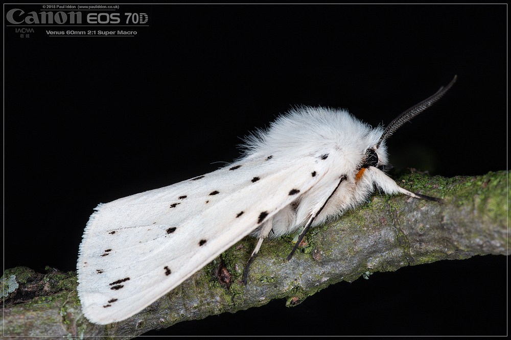 Ermine.jpg