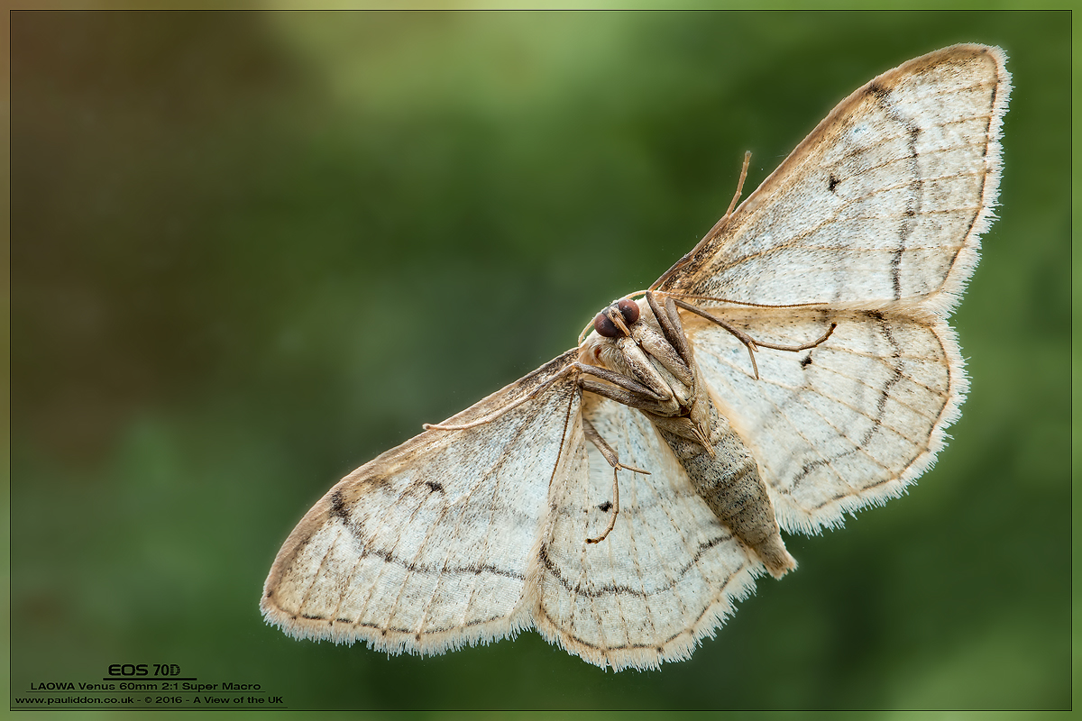 1200moth..jpg