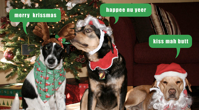 dogs-dressed-as-santa.jpg