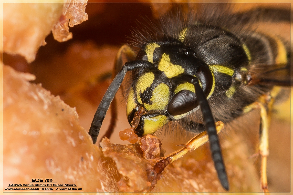1200waspclose3.jpg
