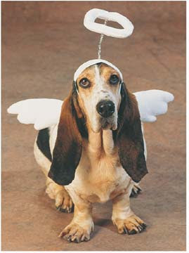 dog-angel11.jpg