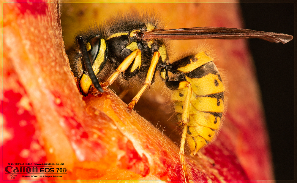 Wasp3.jpg