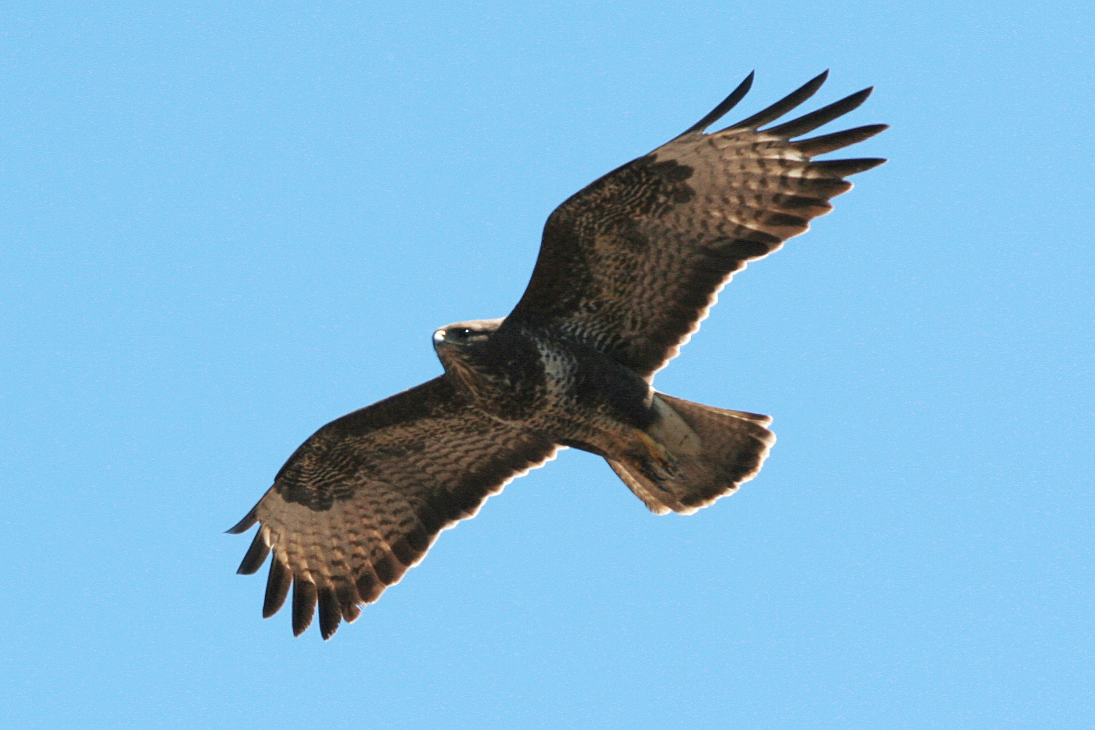 Common_Buzzard_in_flight_2010-06-16.jpg