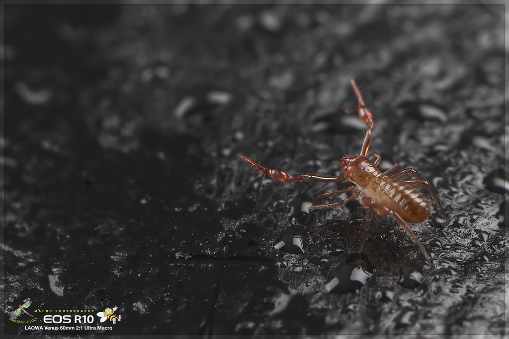 psuedoscorpion_e-XL.jpg
