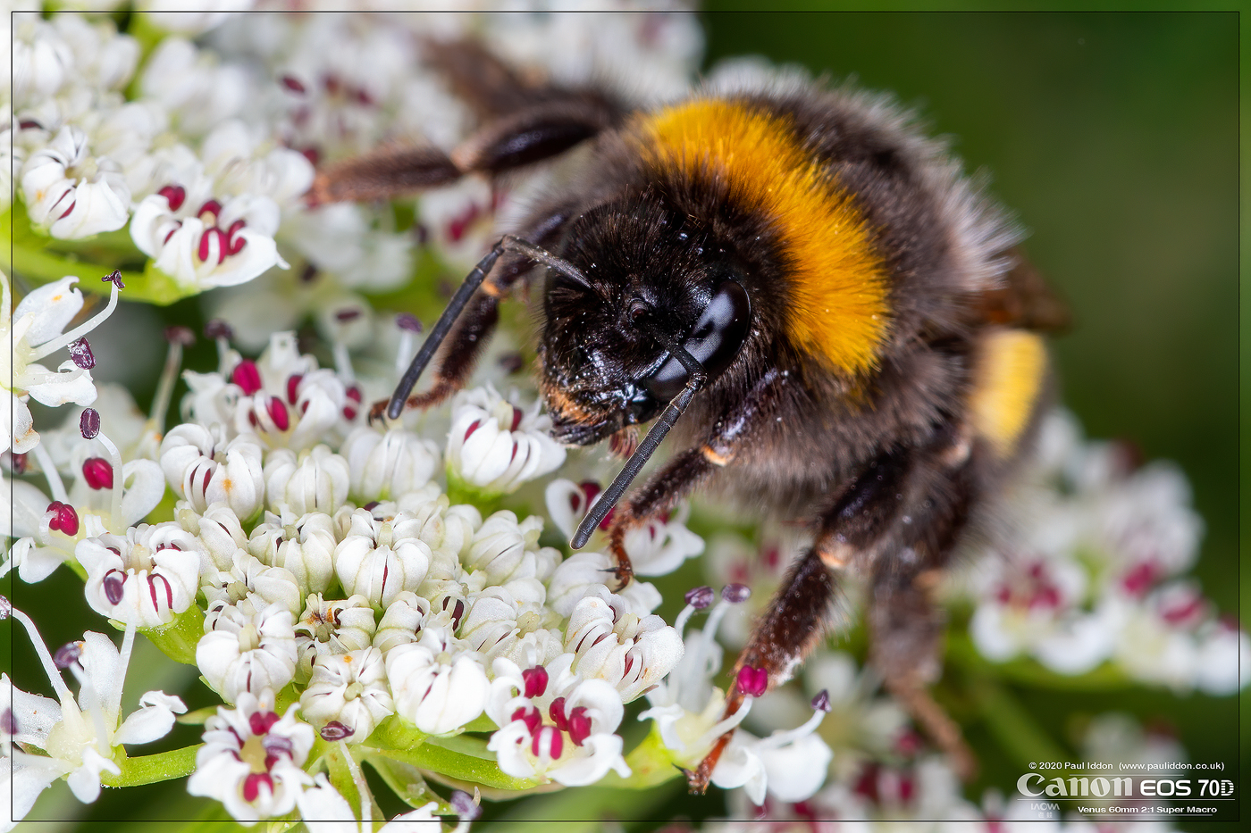 a_buzzy_bee_02.jpg
