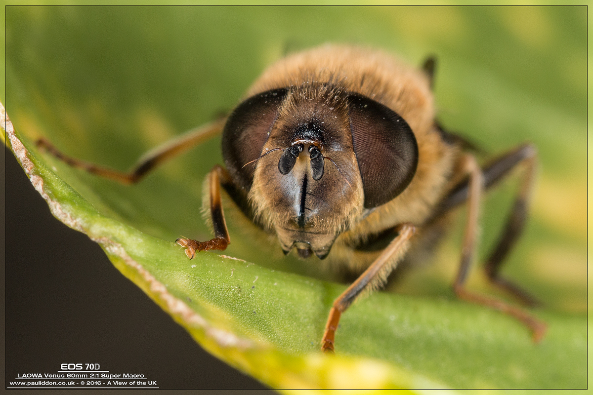 1200eristalis06.jpg