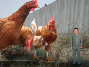 giant-chicken.jpg