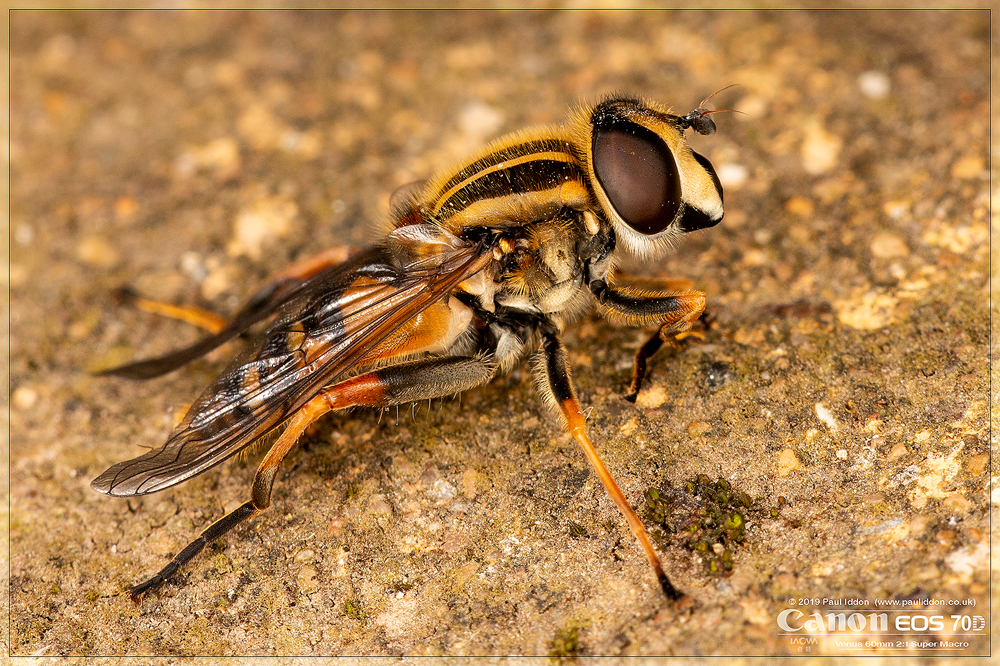 2019sunfly1.jpg