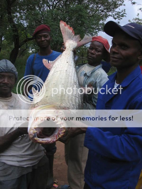 piranha2.jpg
