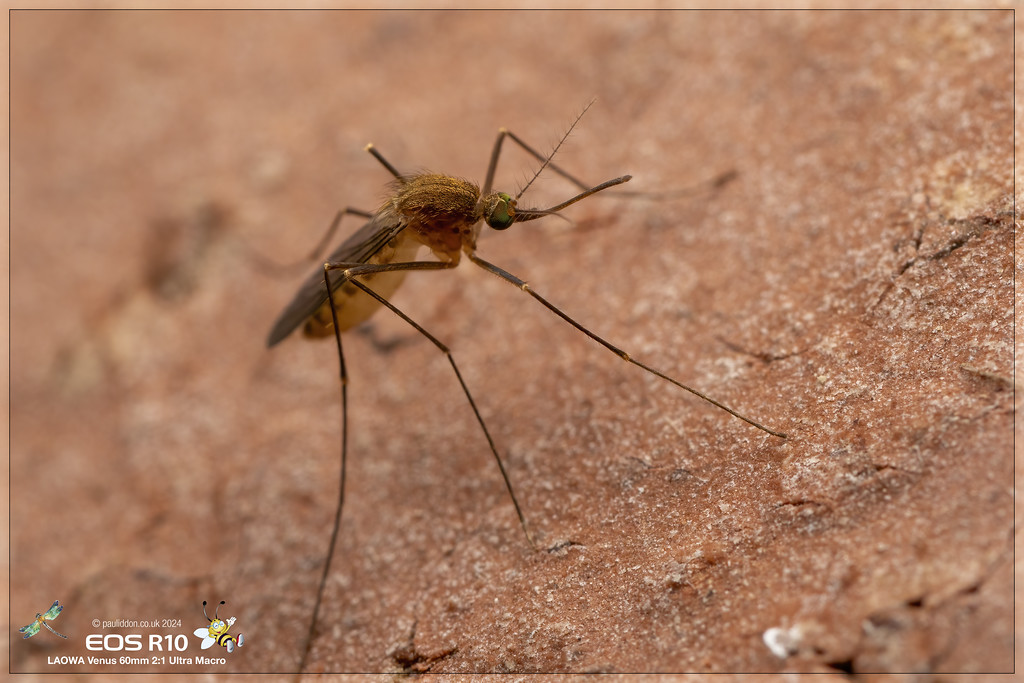 Gnat_a-XL.jpg