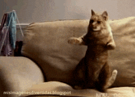 200.gif