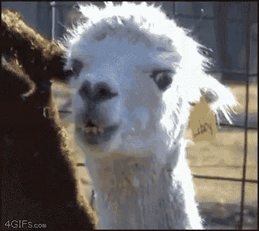 llama-stare.gif