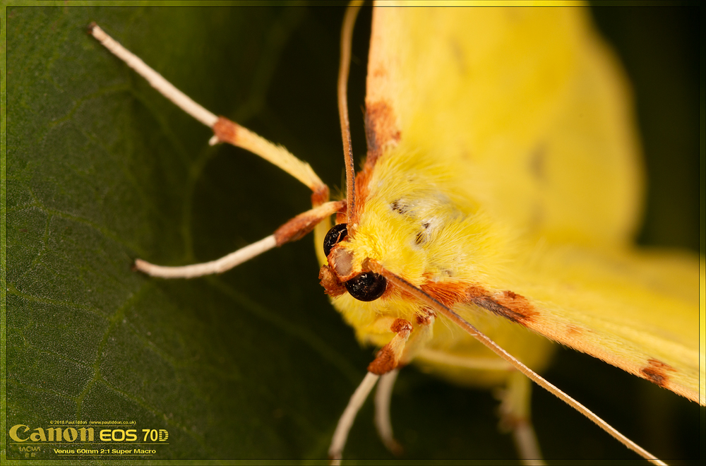 yellow_zoom.jpg