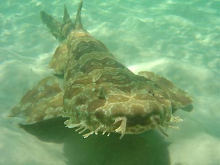spotted_wobbegong.jpg
