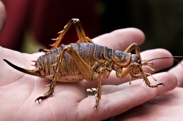 Weta-2.jpg