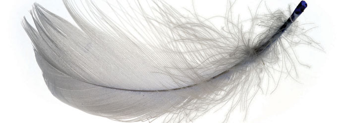 dino_feather_wide.jpg