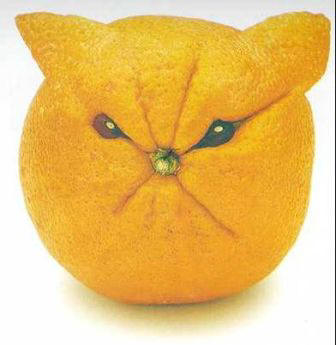 orange%2Bcat.jpg