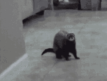 funny-dance.gif