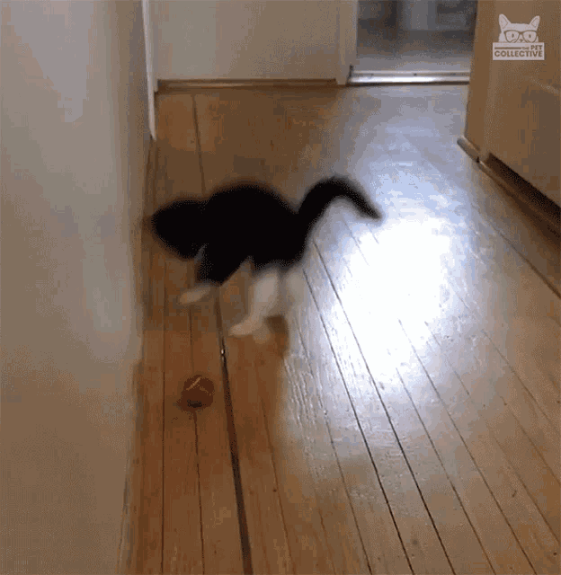 playful-energy.gif