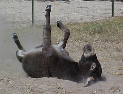 b8026-donkey-1.jpg